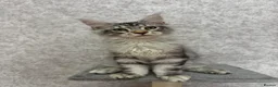 Maine Coon cats for sale: Stunning Purebred TICA Reg Maine Coon Kittens in London - Advert 37