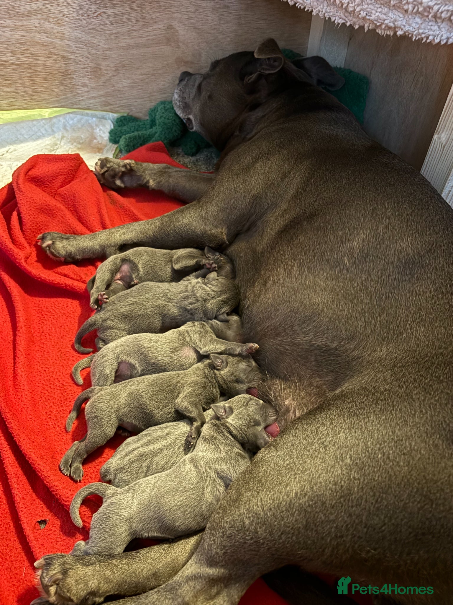 Staffordshire Bull Terrier dogs KC KC Registered Blue & Lilac Staffy Puppies 🐾 - Advert 2