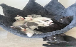 Domestic Shorthair cats for sale: Kittens for sale - domestic  - Image 1