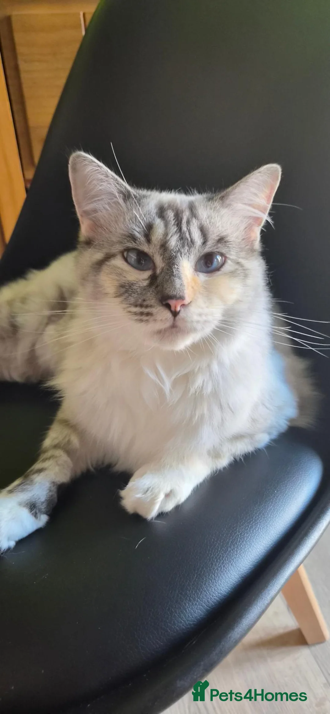 Ragdoll cats for sale: Ragdoll kitten - Advert 2
