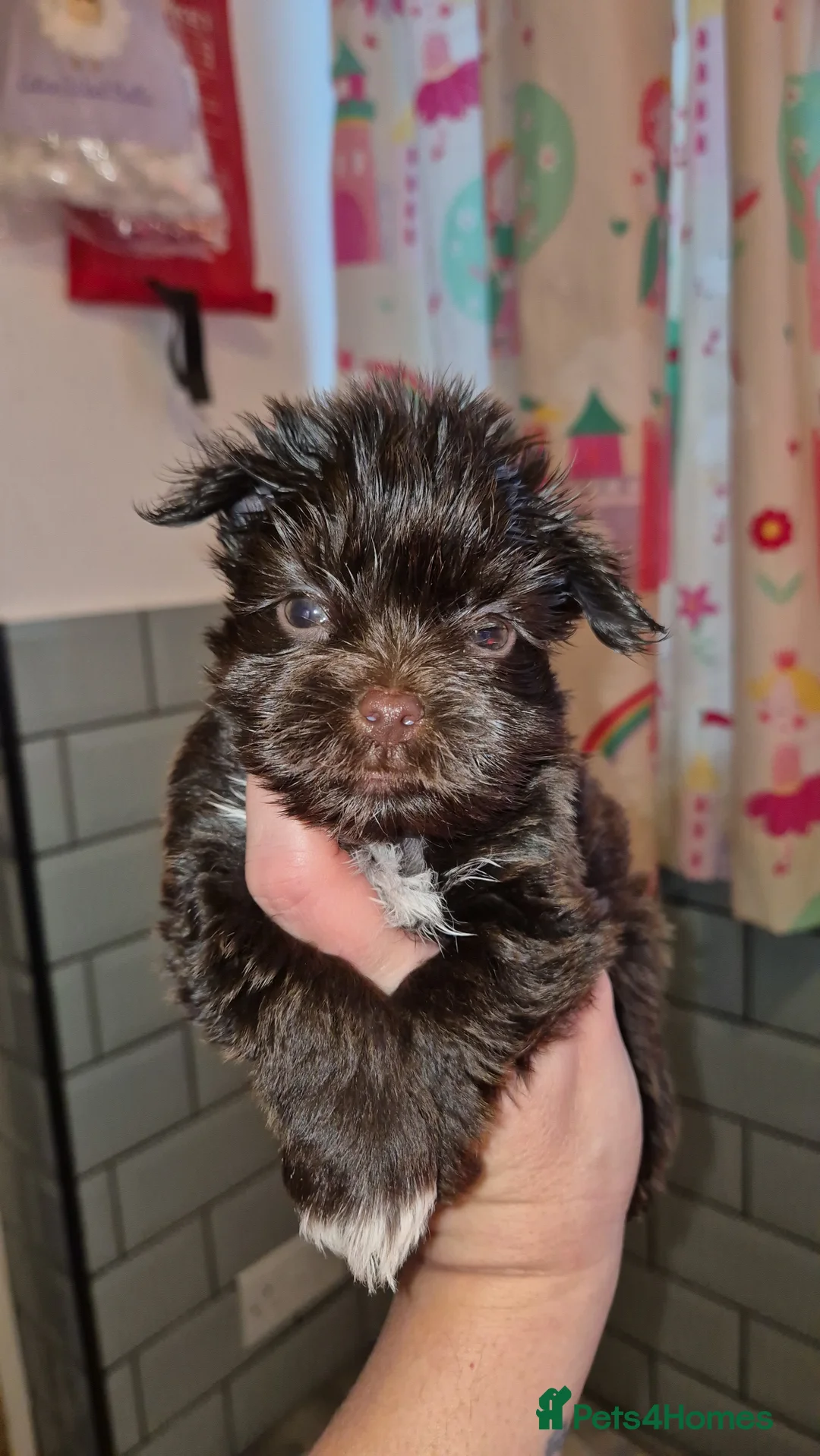 Yorkshire Terrier dogs for sale: REDUCED LAST 2 BOYS  - Advert 12