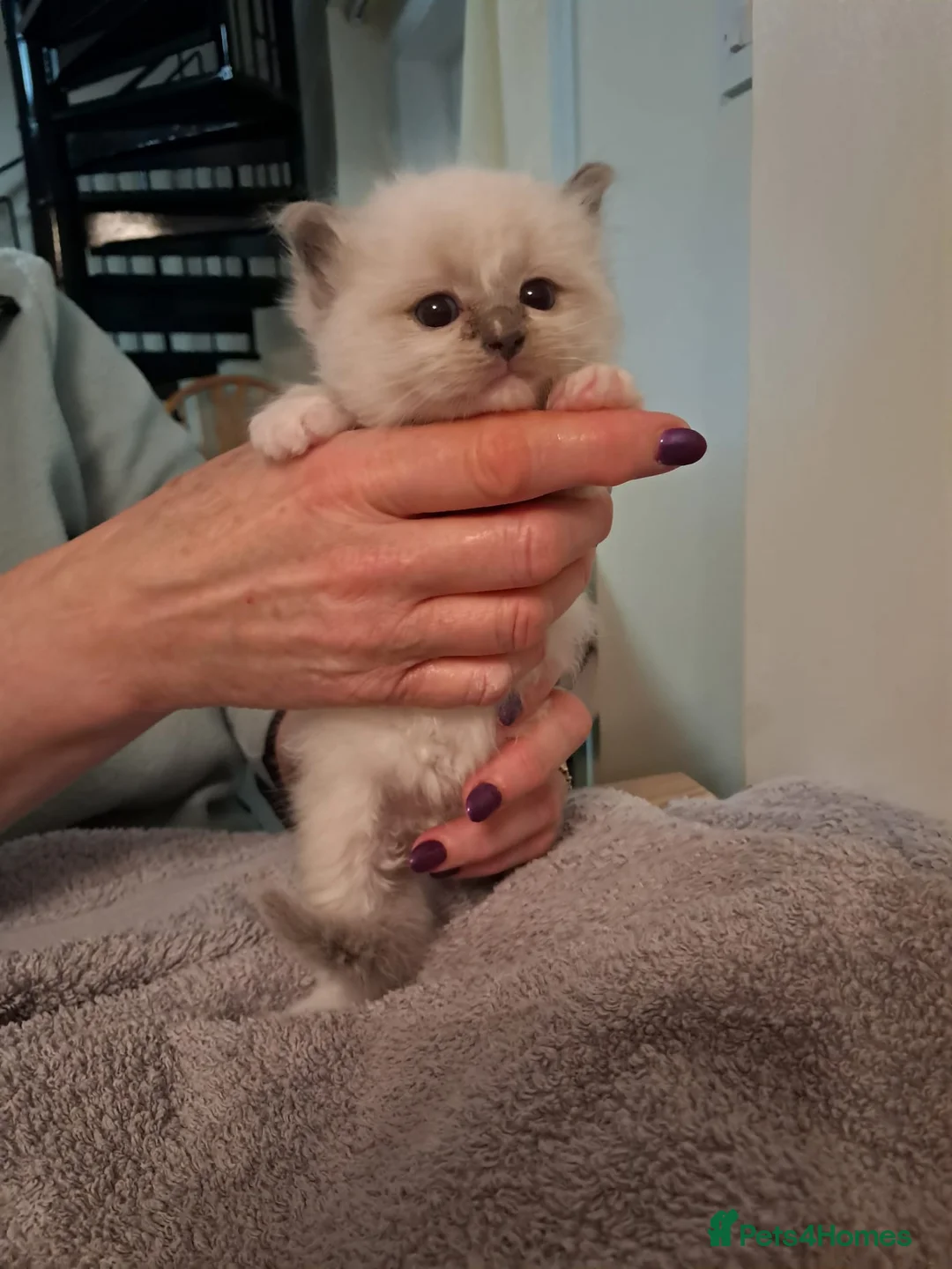 Ragdoll cats for sale: Adorable GCCF Ragdoll kittens - Advert 11