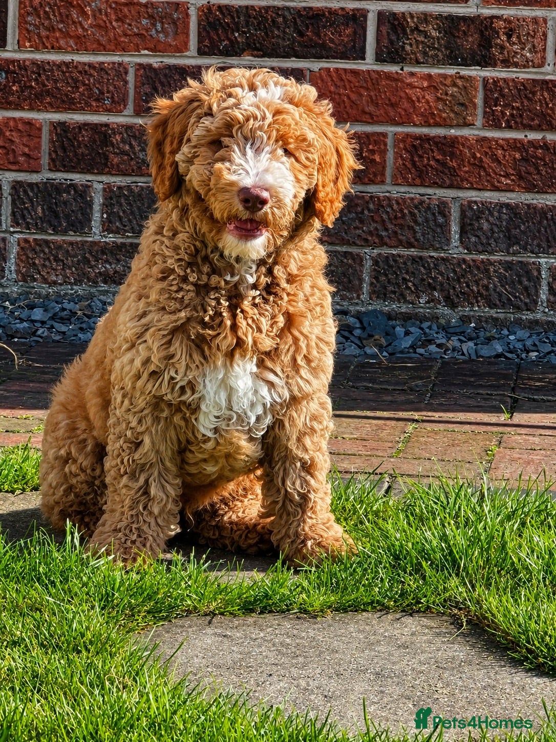 Australian Labradoodle dogs ⭐ Caramel Australian Labradoodle – Ready Now ⭐ - Advert 2