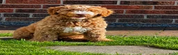 Australian Labradoodle dogs for sale: ⭐ 1 Pup Left Australian Labradoodle – Ready Now ⭐ - Advert 4