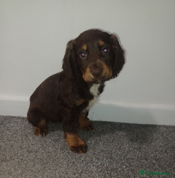 Sprocker dogs 2 springer x cocker spaniels pups  - Advert 1