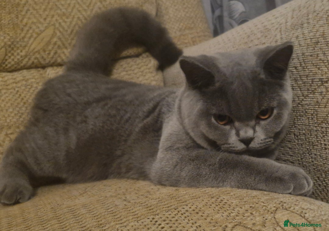 British Shorthair cats for sale: Beautiful BSH Boy - Advert 5