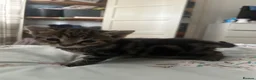Mixed Breed cats for sale: Bengal kittens  in North Walsham - Advert 5