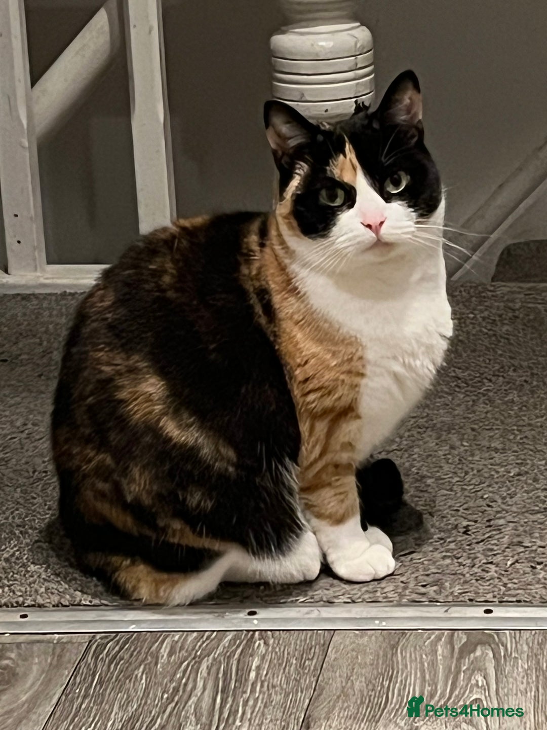 British Shorthair cats for sale: Unfortunately I am giving out my cats - Advert 2