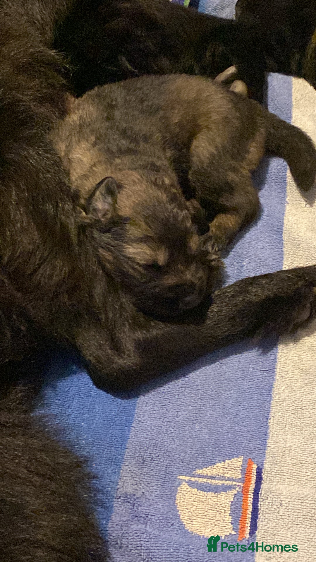 Mixed Breed dogs for sale: German shepherd x chow x lurcher  - Advert 2