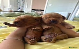 Labrador Retriever dogs for sale: Stunning Fox Red Labrador puppies  - Image 25