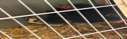 Chickens poultry for sale: Black Pekin bantam chicks  - Advert 2
