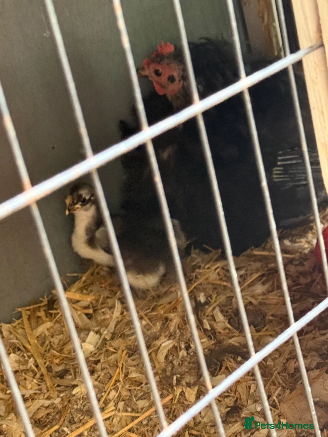 Chickens poultry for sale: Black Pekin bantam chicks  - Advert 2