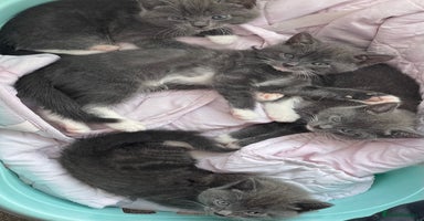 Mixed Breed cats - Advert 6