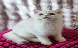 British Shorthair cats for sale: GOLDEN & SILVER BRITISH SHORTHAIR KITTENS TICA - Image 15