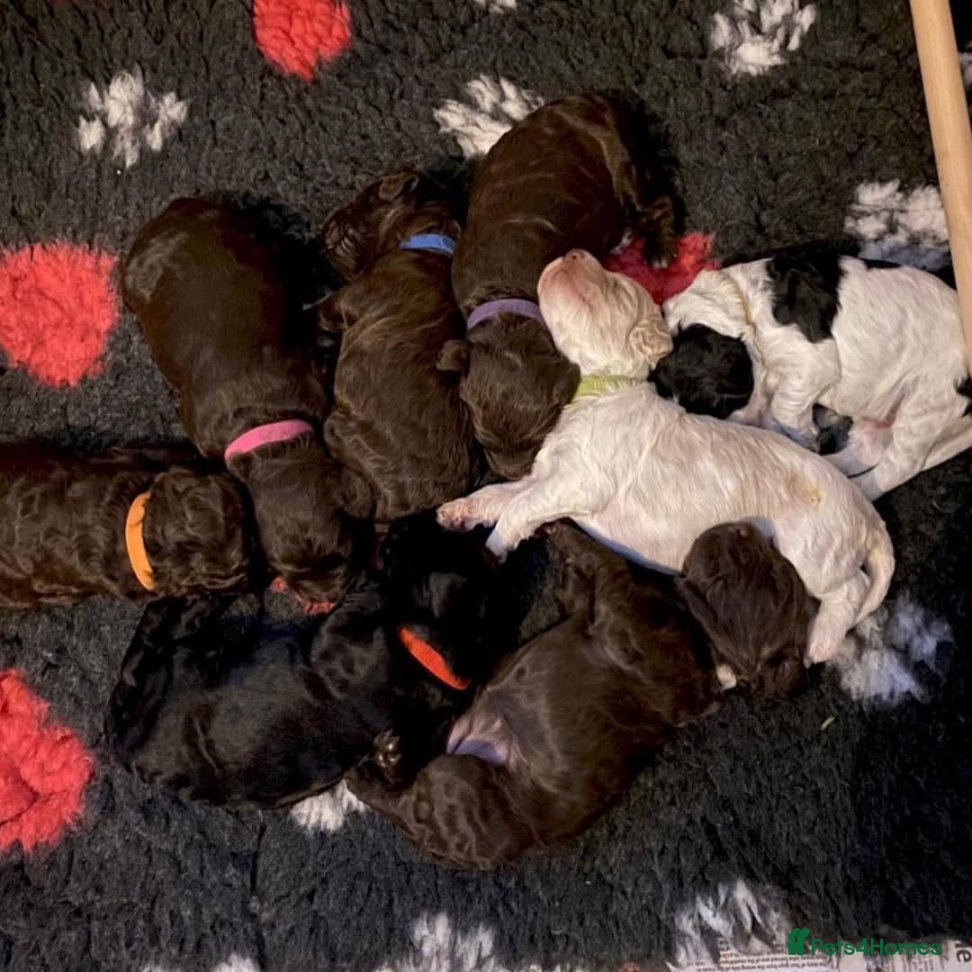 Cockapoo dogs for sale: 📍Gorgeous F3 Cockapoo Puppies – 5⭐ Homes Only - Advert 2