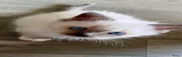 Ragdoll cats for sale: 4 full pedigree ragdoll kittens  - Advert 5