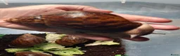 Snails invertebrates for sale: Giant African Tiger Land Snails (Achatina achatina - Advert 3