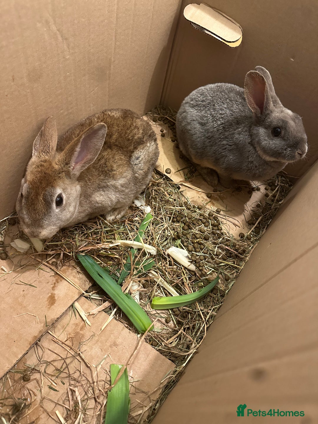 English Lop rabbits for sale: Rabbit  - Advert 1