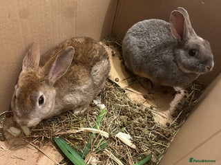 English Lop rabbits for sale: Rabbit - Advert 1