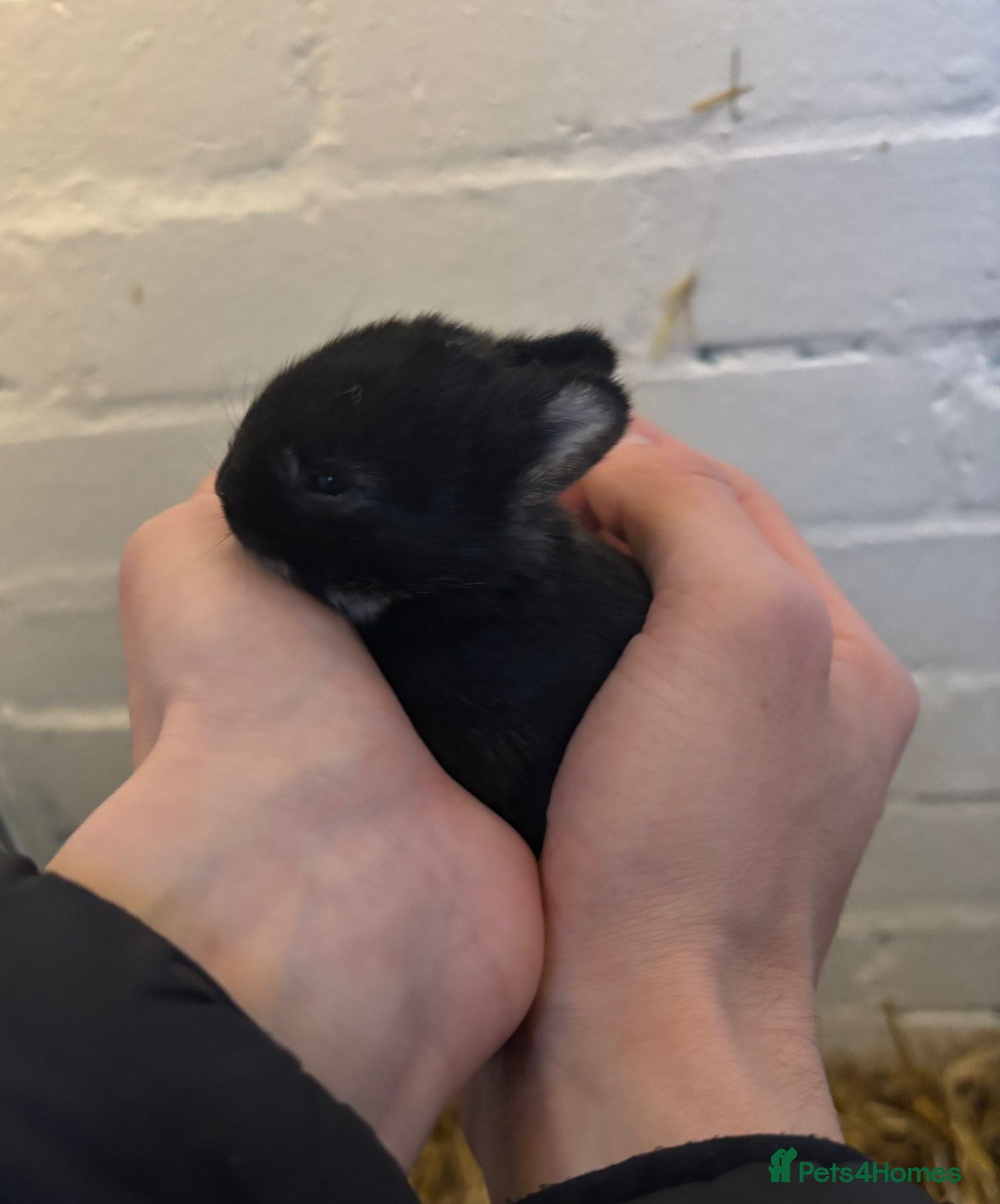 Netherland Dwarf rabbits Netherland Dwarf Bunnies  - Advert 1