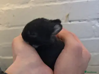 Netherland Dwarf rabbits Netherland Dwarf Bunnies - Advert 16