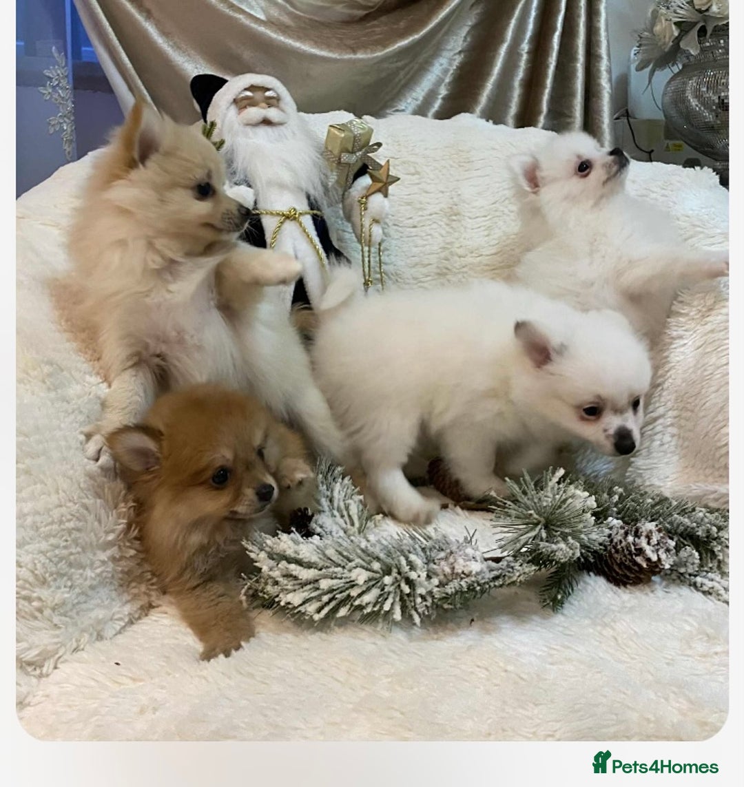 Pomeranian dogs for sale: Pomeranian puppies ready to go… - Advert 11