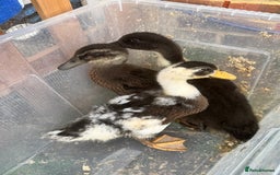 Ducks poultry for sale: Ducklings and chicks  - Image 1