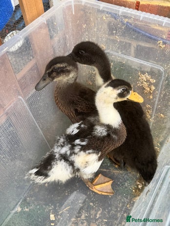 Ducks poultry - Advert 2