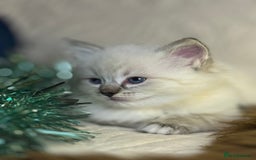Ragdoll cats for sale: GCCF Pure Ragdoll Seal/Blue Point Lynx Mitted - Advert 18