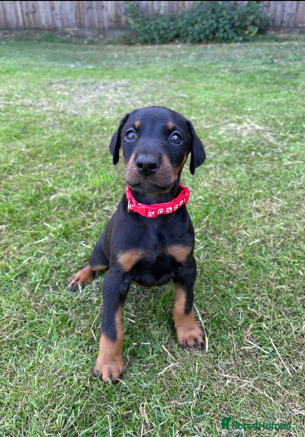 Dobermann dogs KC registered Dobermann puppies  - Advert 1