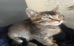 Mixed Breed cats for sale: Ragdoll, Bengal, main coon mix kittens  - Image 1