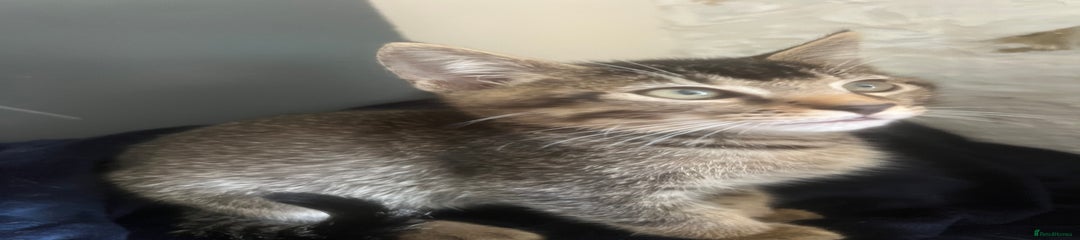 Mixed Breed Kitten 1- Sheldon 