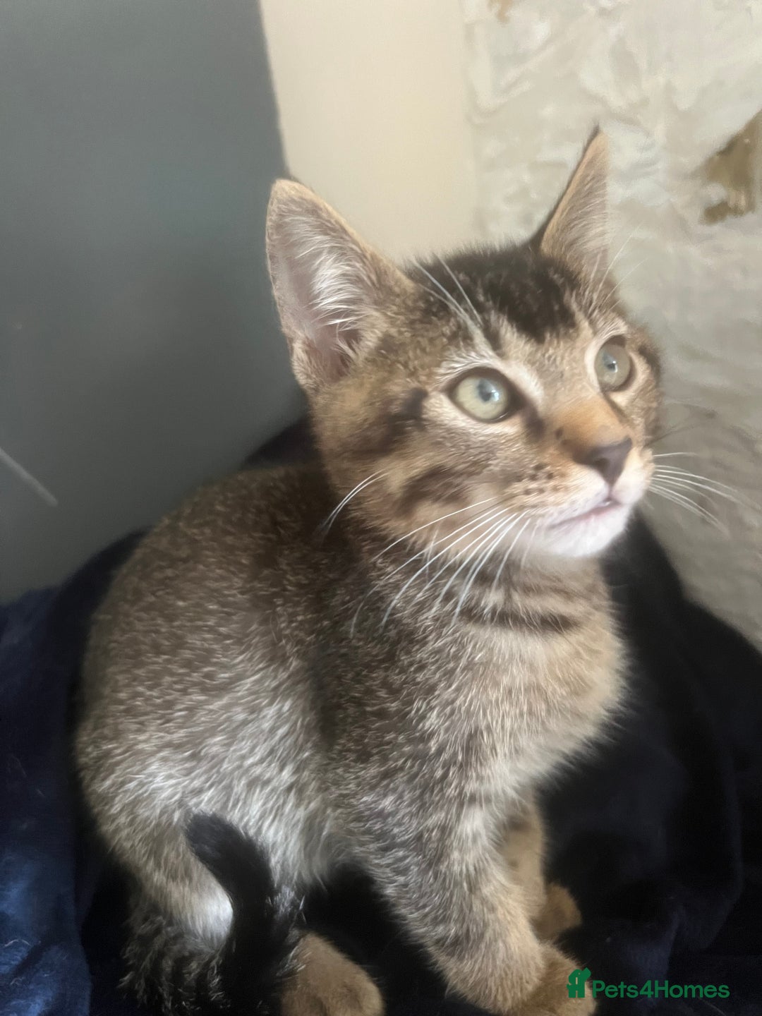 Mixed Breed cats for sale: Ragdoll, Bengal, main coon mix kittens  - Image 1