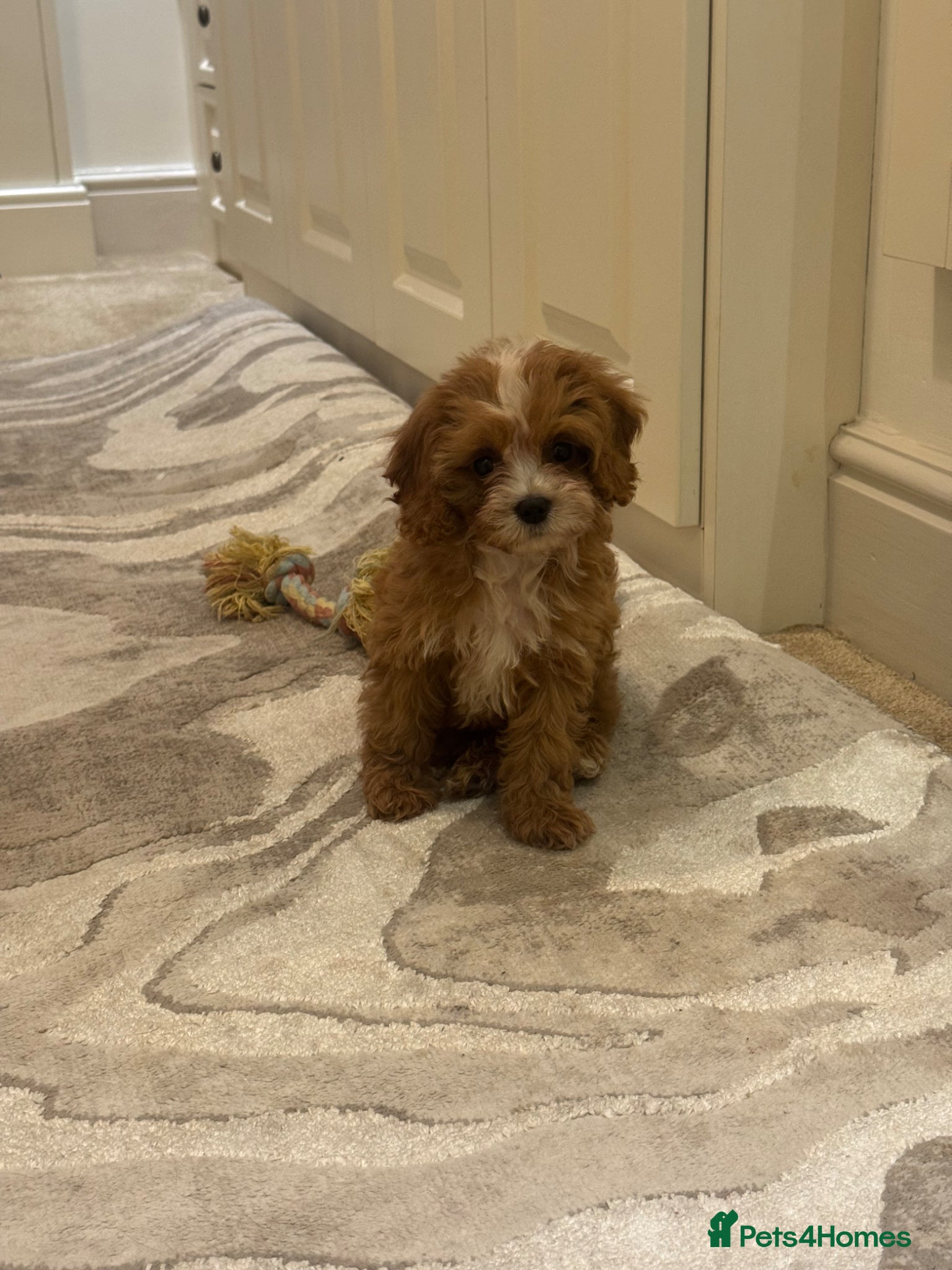 Cavapoo dogs Stunning F1 toy cavapoos  - Advert 1