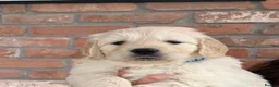 Golden Retriever dogs for sale: Kc registered Fully health tested parents  - Advert 38