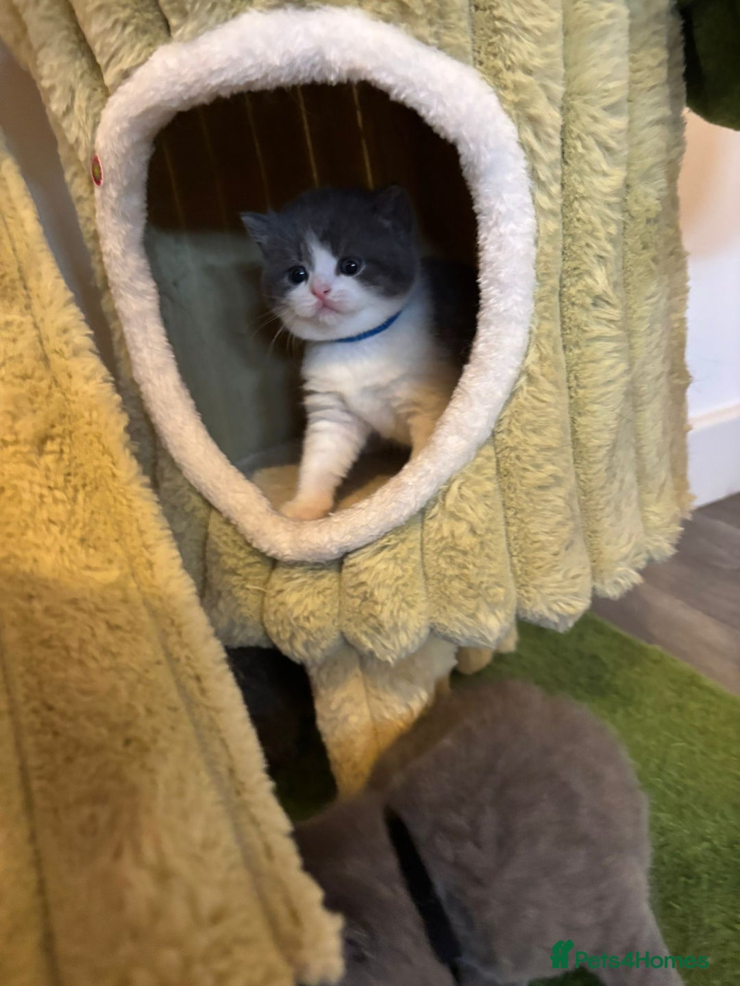 British Shorthair cats for sale: 🧸✨6 Chunky British Shorthair Kittens For Sale✨🧸 - Advert 17