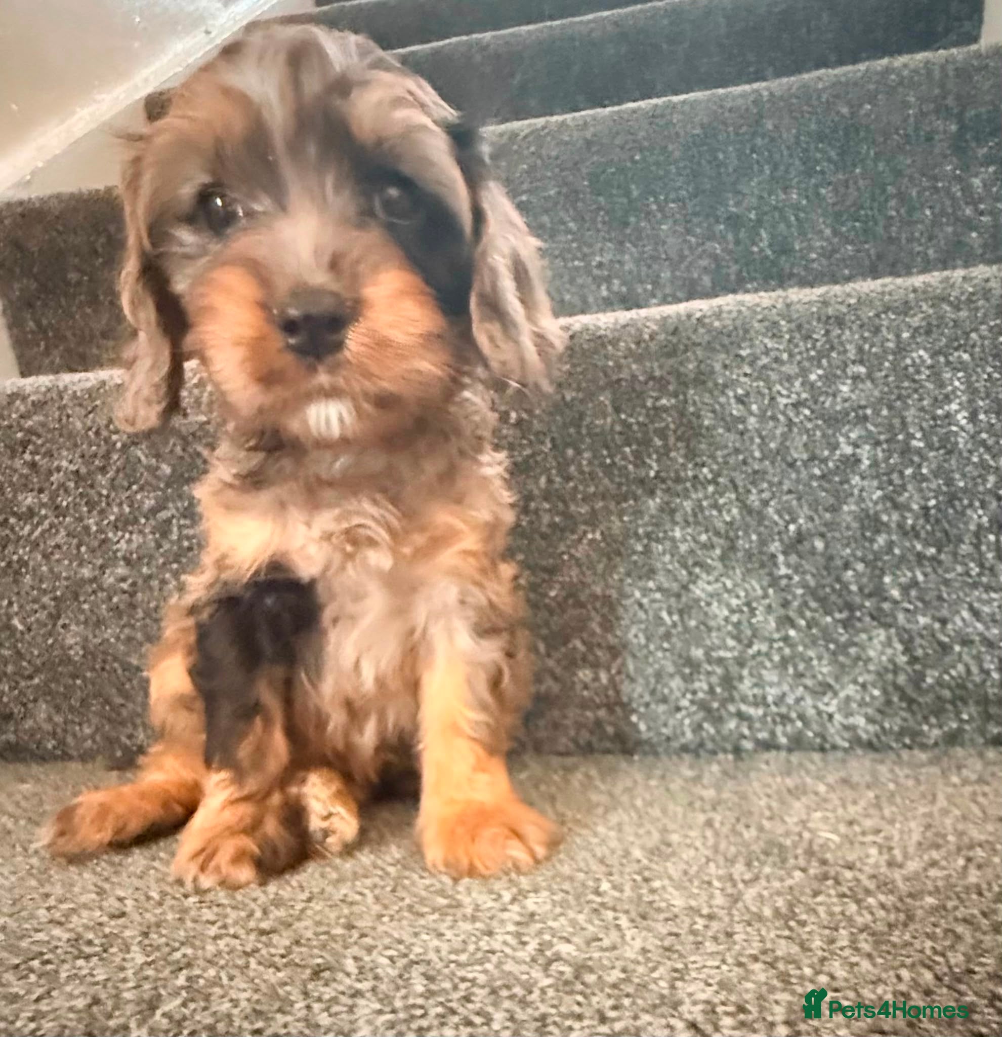 Cockapoo dogs for sale: Beautiful puppies - Advert 19