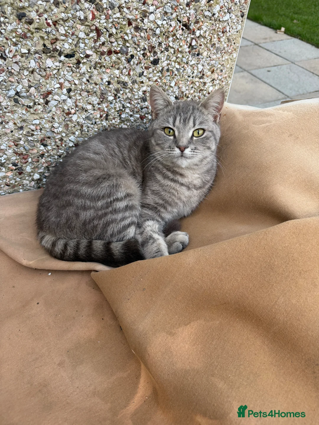 Mixed Breed cats for sale: Female cat, mother is a British Short Hair - Advert 1