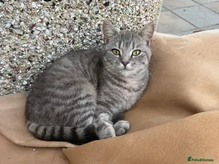 Mixed Breed cats Female cat, mother is a British Short Hair - Advert 3