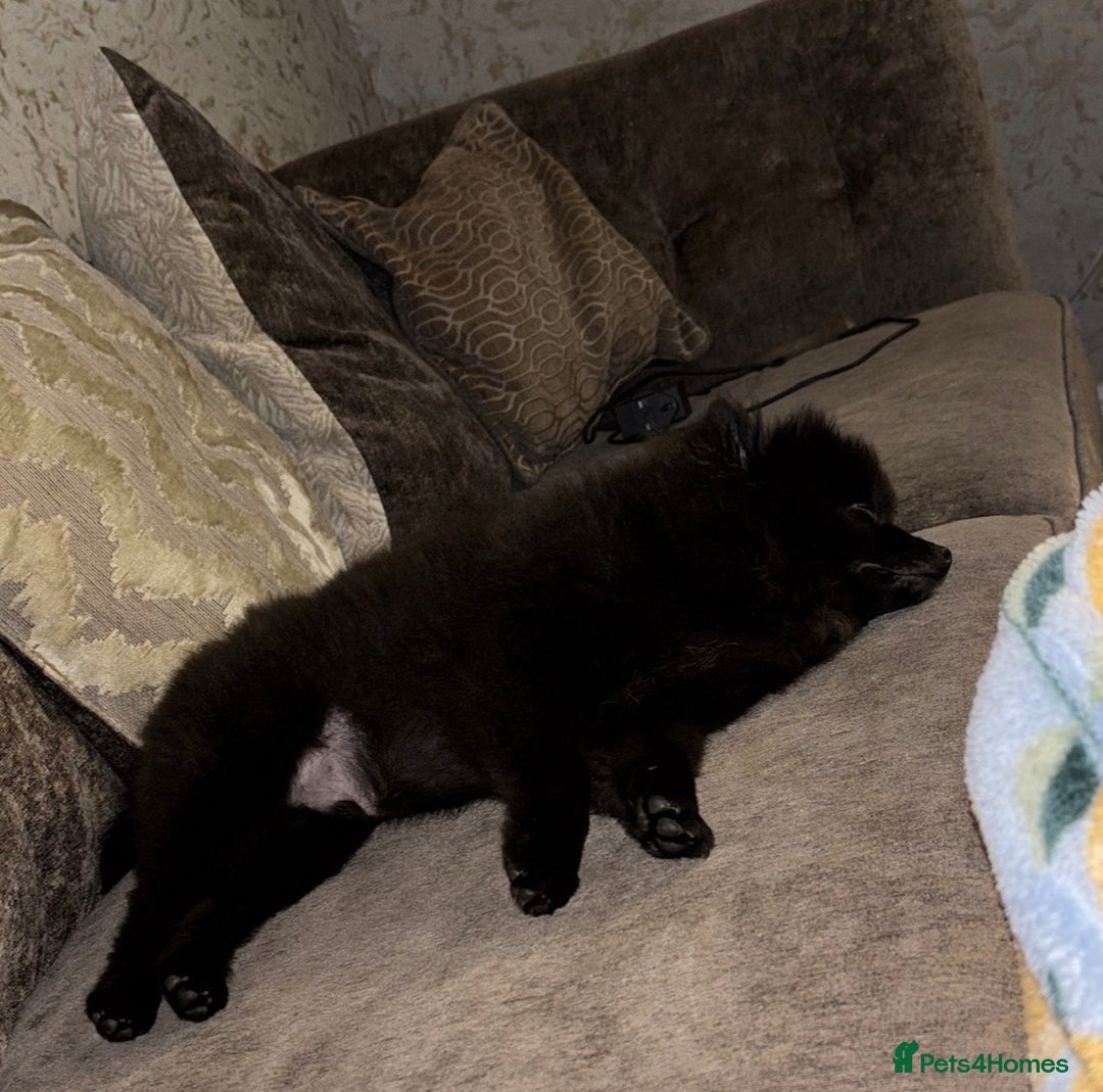 Pomeranian dogs for sale: BEAR 7 month pomeranian - Advert 6