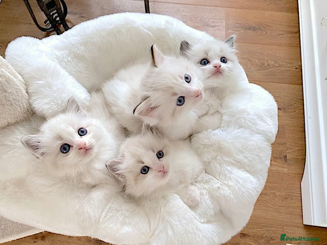 Ragdoll cats for sale: INDOOR FULL PEDIGREE RAGDOLL KITTENS - Advert 7