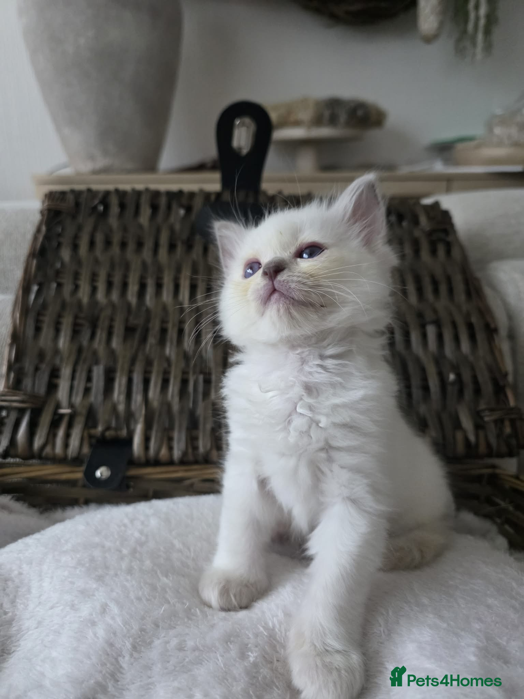 Ragdoll cats for sale: ✨RARE ALL LILAC LITTER GCCF&TICA Ragdoll Kittens✨ - Advert 19