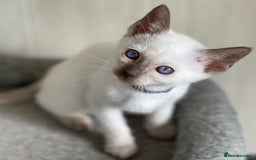 Siamese cats for sale: Stunning GCCF Registered Traditional Siamese.  - Image 13