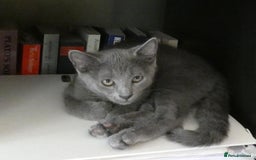 Russian Blue cats for sale: Pure Russian Blue kittens, *1 boy left* in Hove - Image 11