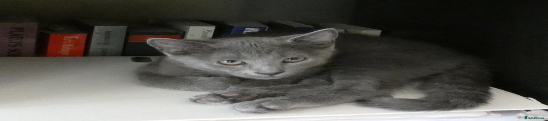 Russian Blue Kitten 2
