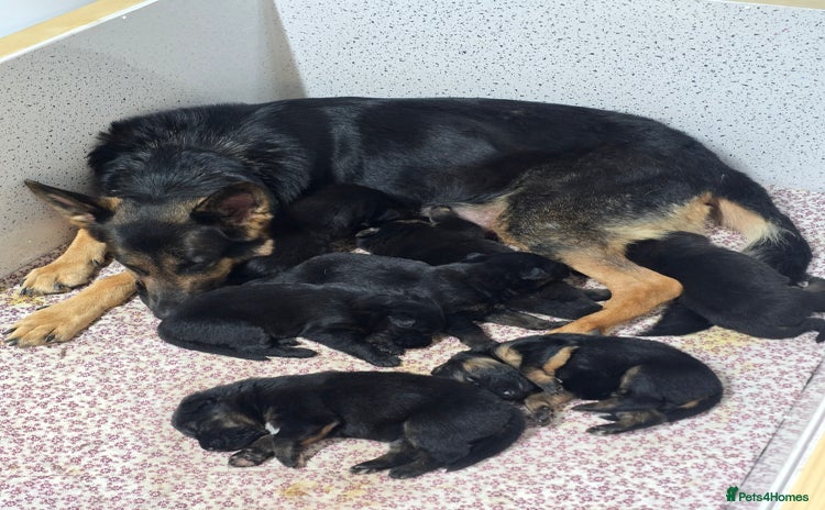 German Shepherd dogs Chunky German shepherd puppies for sale  - Advert 4