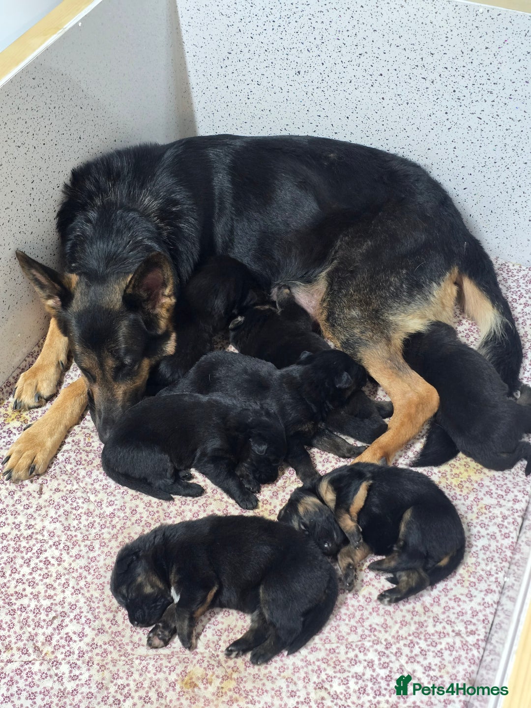 German Shepherd dogs for sale: Chunky German shepherd puppies for sale  - Advert 1