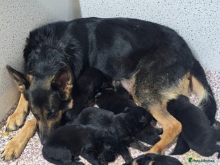 German Shepherd dogs for sale: Chunky German shepherd puppies for sale - Advert 1