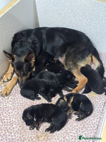 German Shepherd dogs Chunky German shepherd puppies for sale - Advert 1