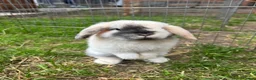 Mini Lop rabbits for sale: Harli mini lop male - Advert 1